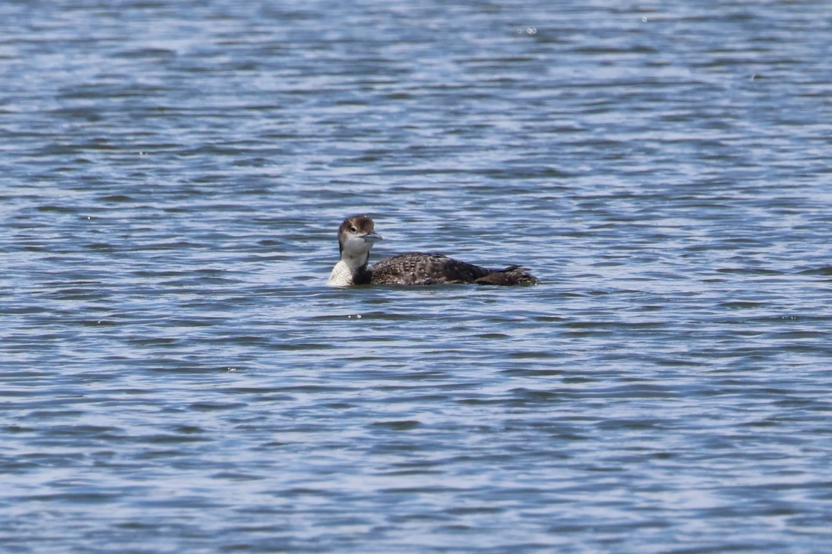 Common Loon - ML578958321