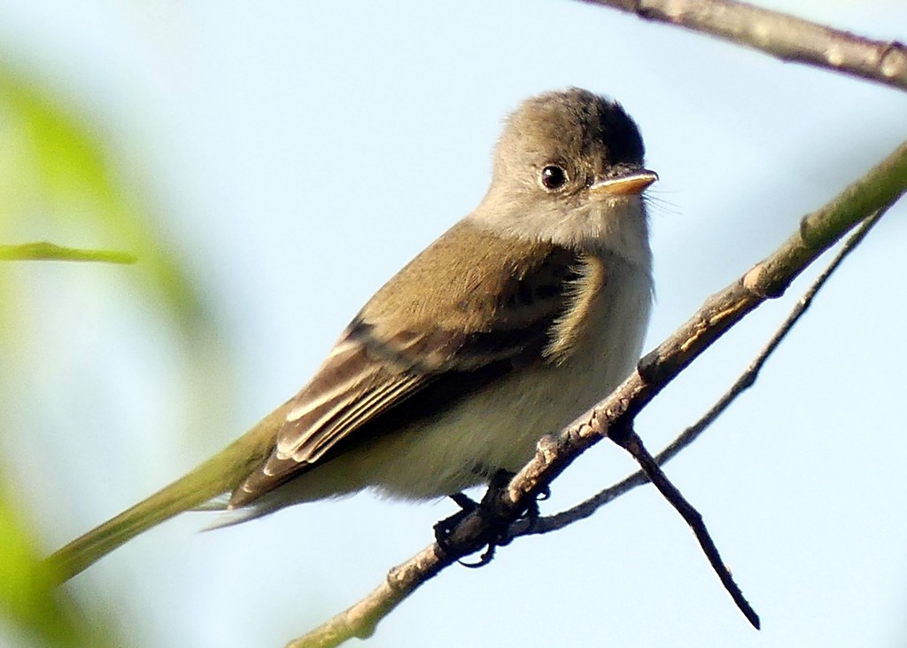 Willow Flycatcher - Femi Faminu