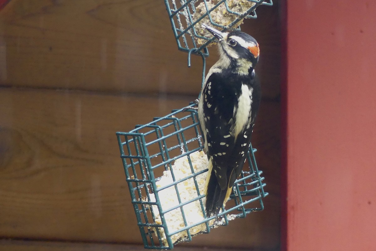 Hairy Woodpecker - ML578959171