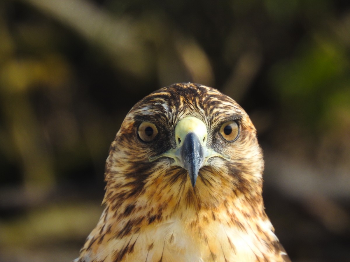 Galapagos Hawk - ML57895991