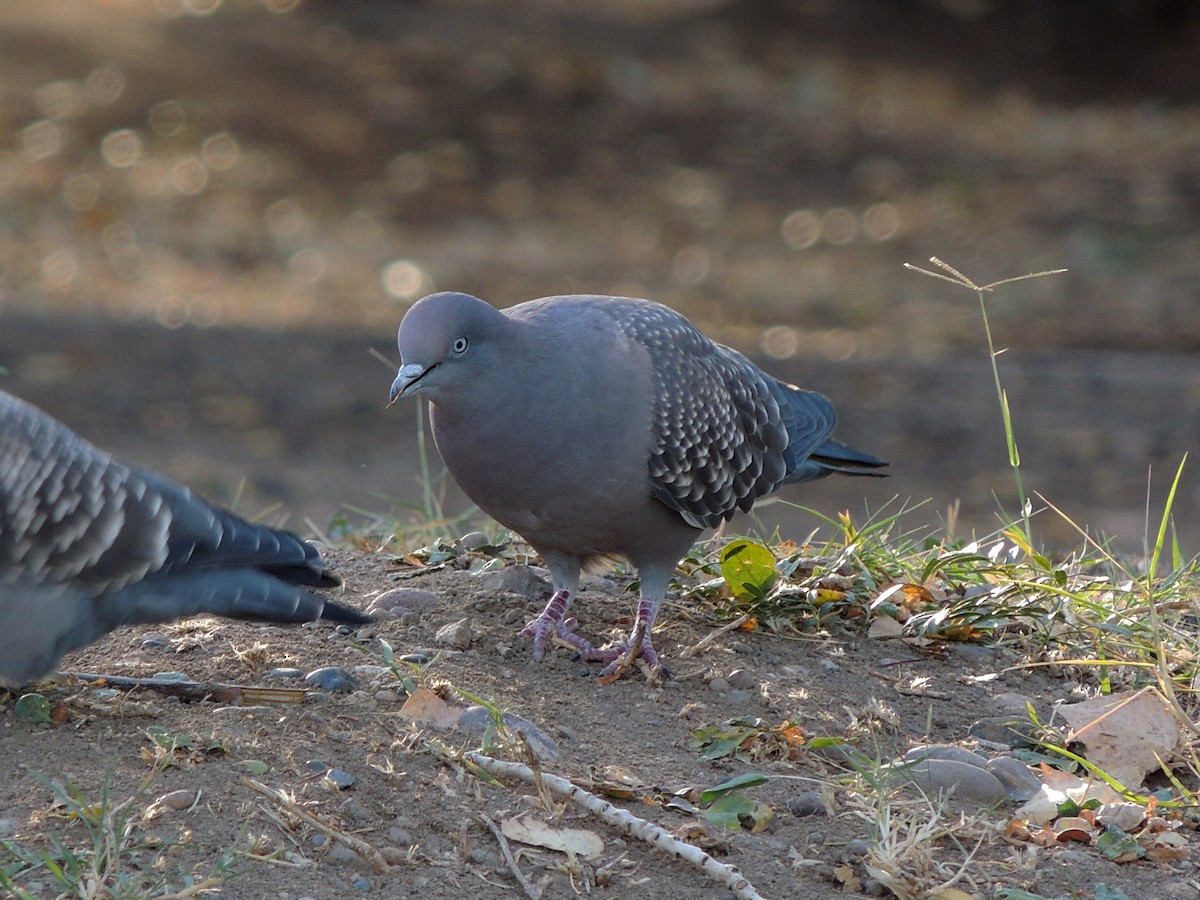 Spot-winged Pigeon - Simón Pla García