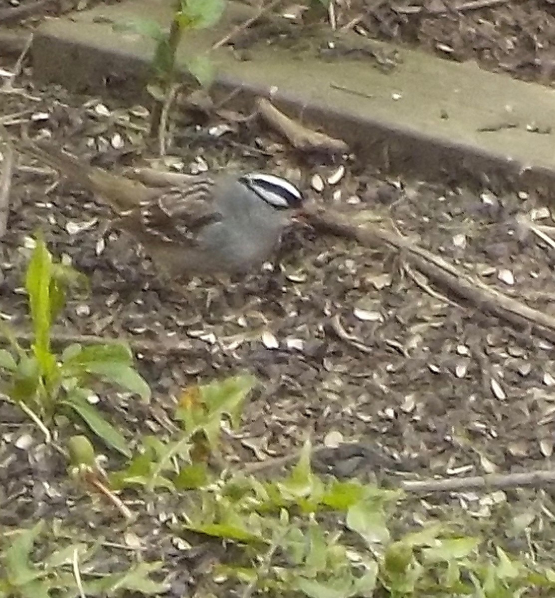 White-crowned Sparrow - Tressie Dutchyn