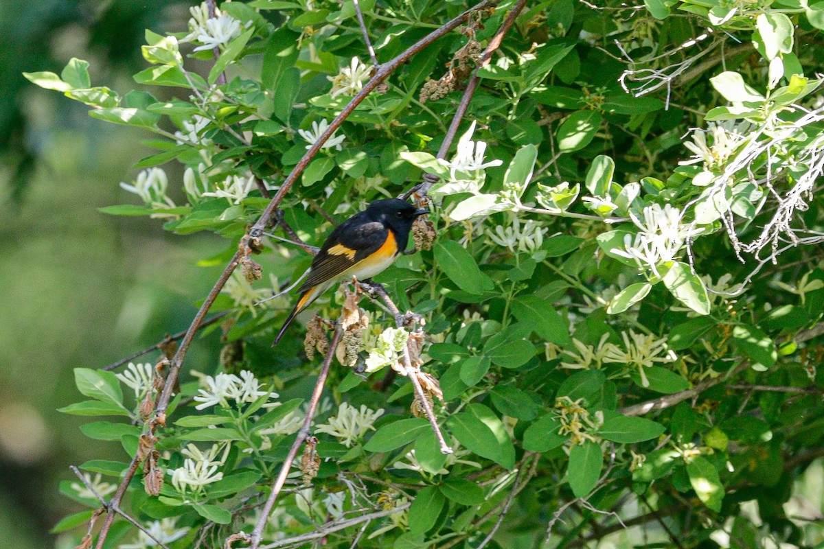 American Redstart - ML578962561