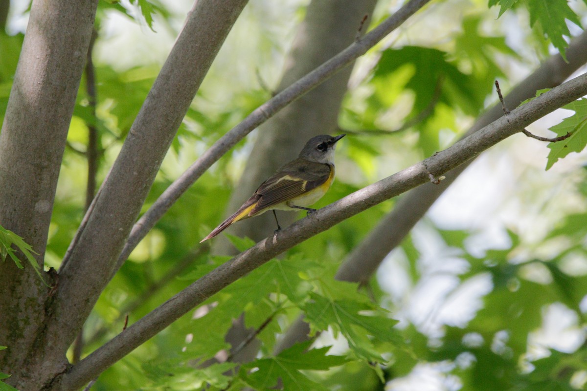 American Redstart - ML578962591