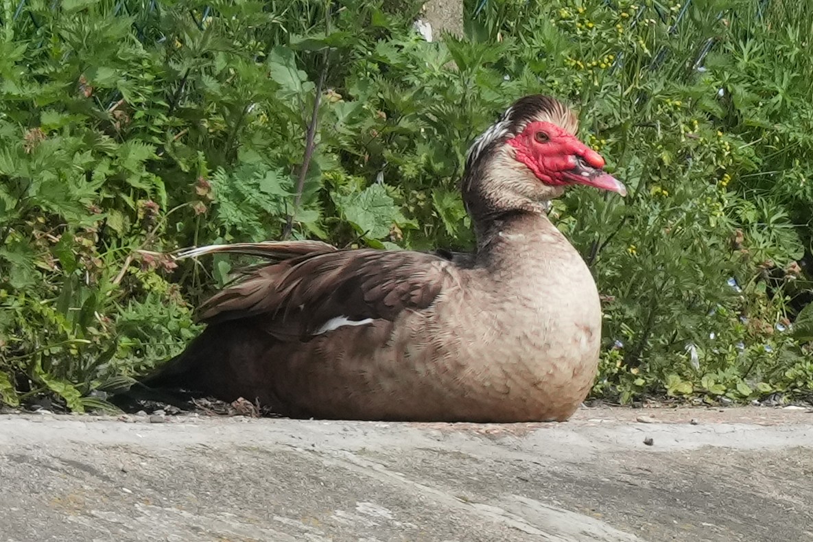 Muscovy Duck (Domestic type) - ML578963261