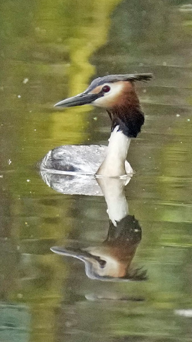 Great Crested Grebe - Guy Stevens