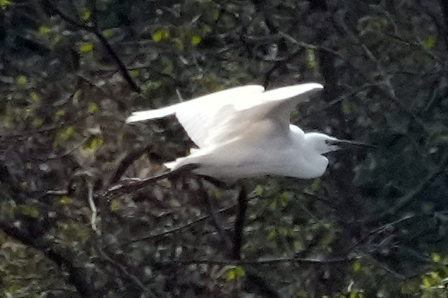 Little Egret - ML578963321