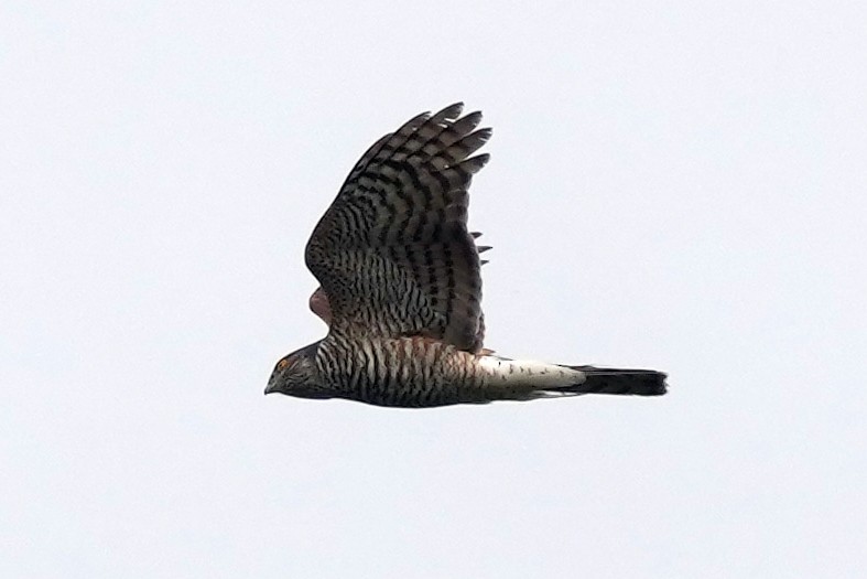 Eurasian Sparrowhawk - ML578963361