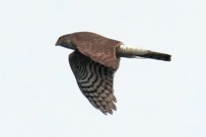 Eurasian Sparrowhawk - ML578963371