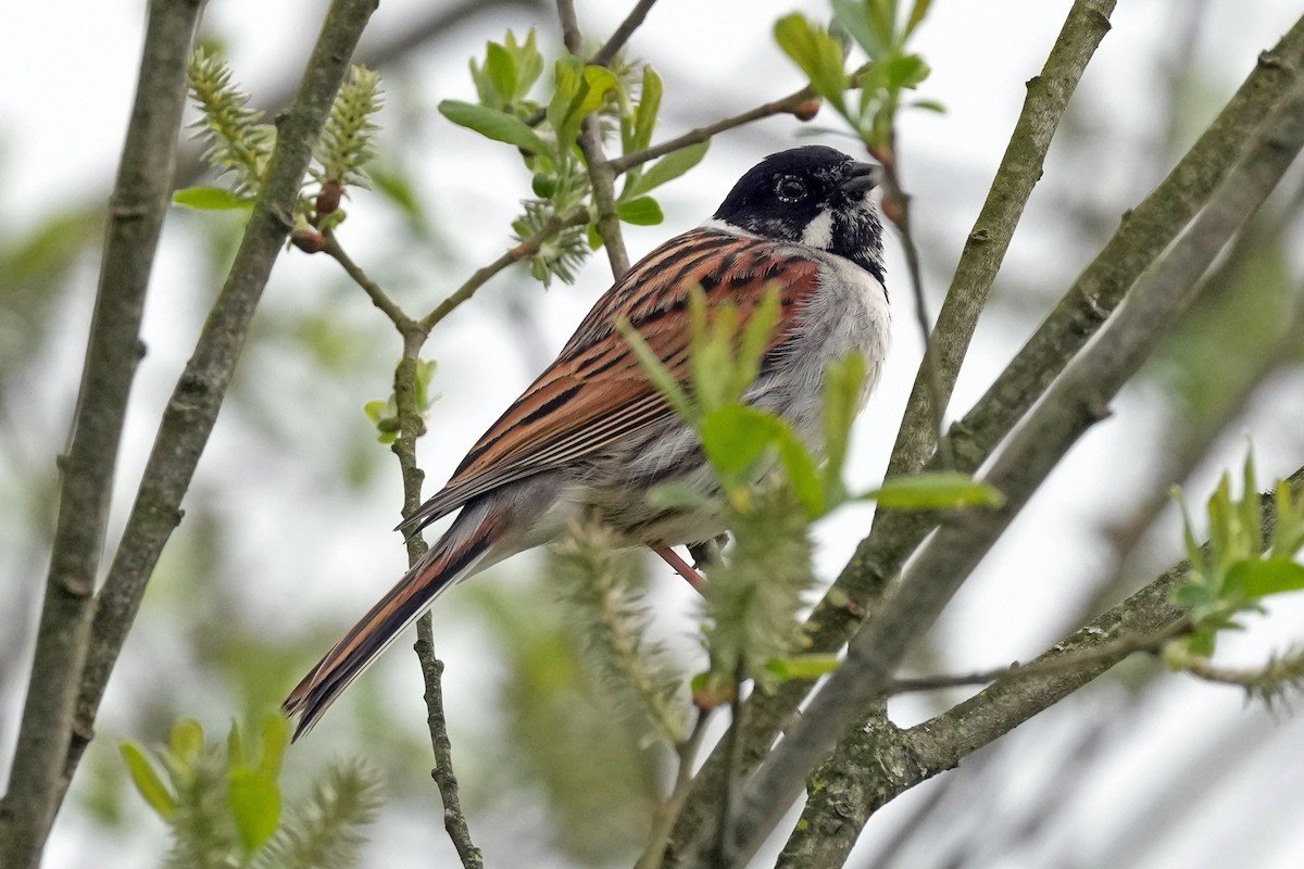 Reed Bunting - ML578963501