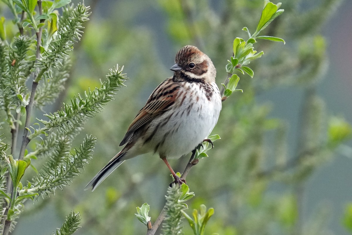 Reed Bunting - ML578963521