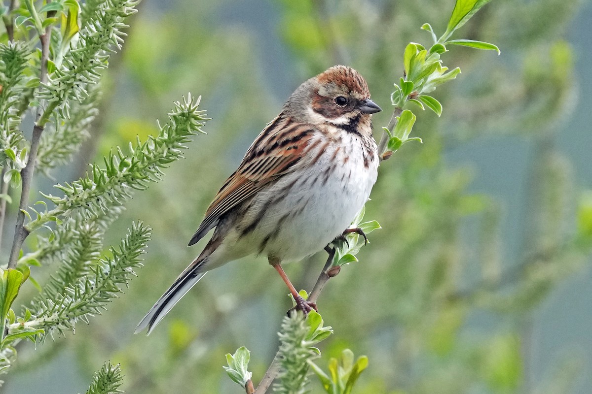 Reed Bunting - ML578963531