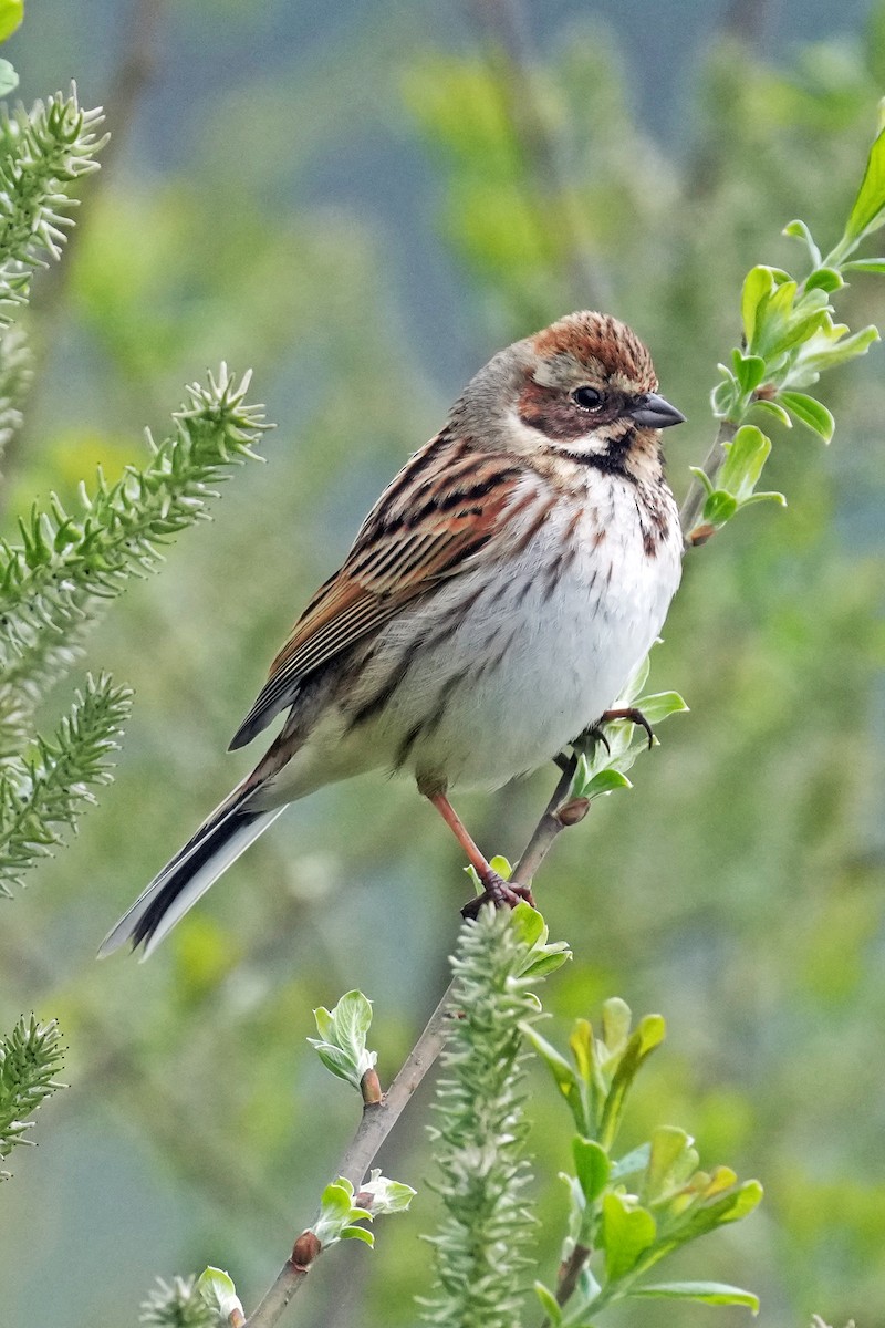 Reed Bunting - ML578963541