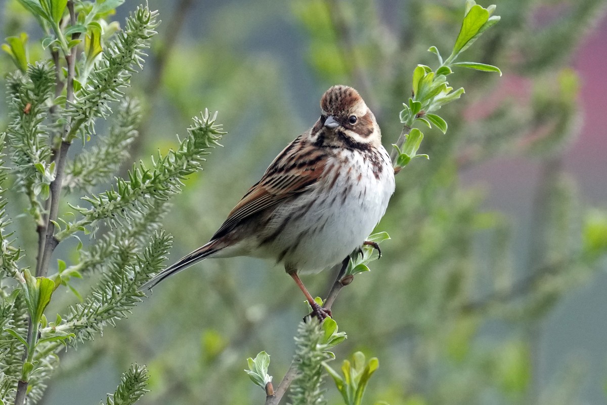 Reed Bunting - ML578963561