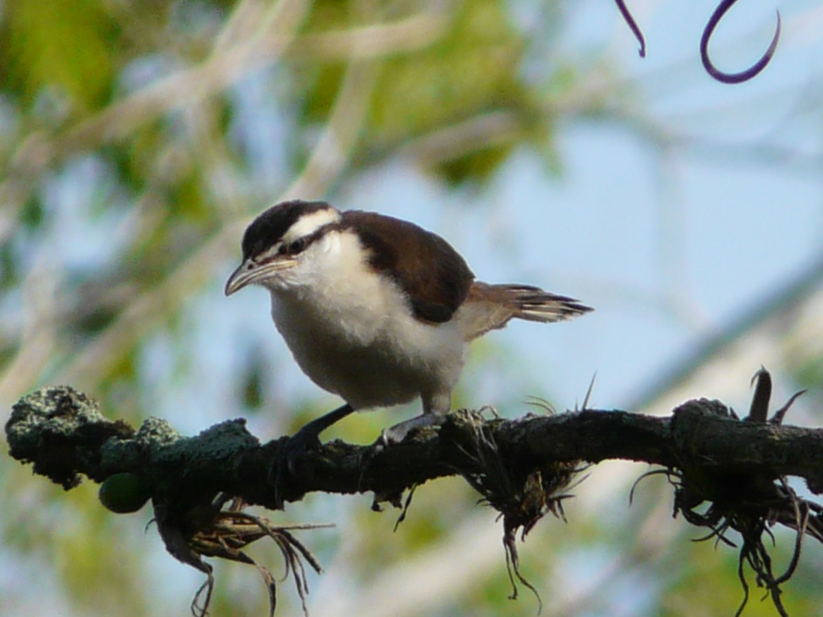 Buff-breasted Wren - ML578966441