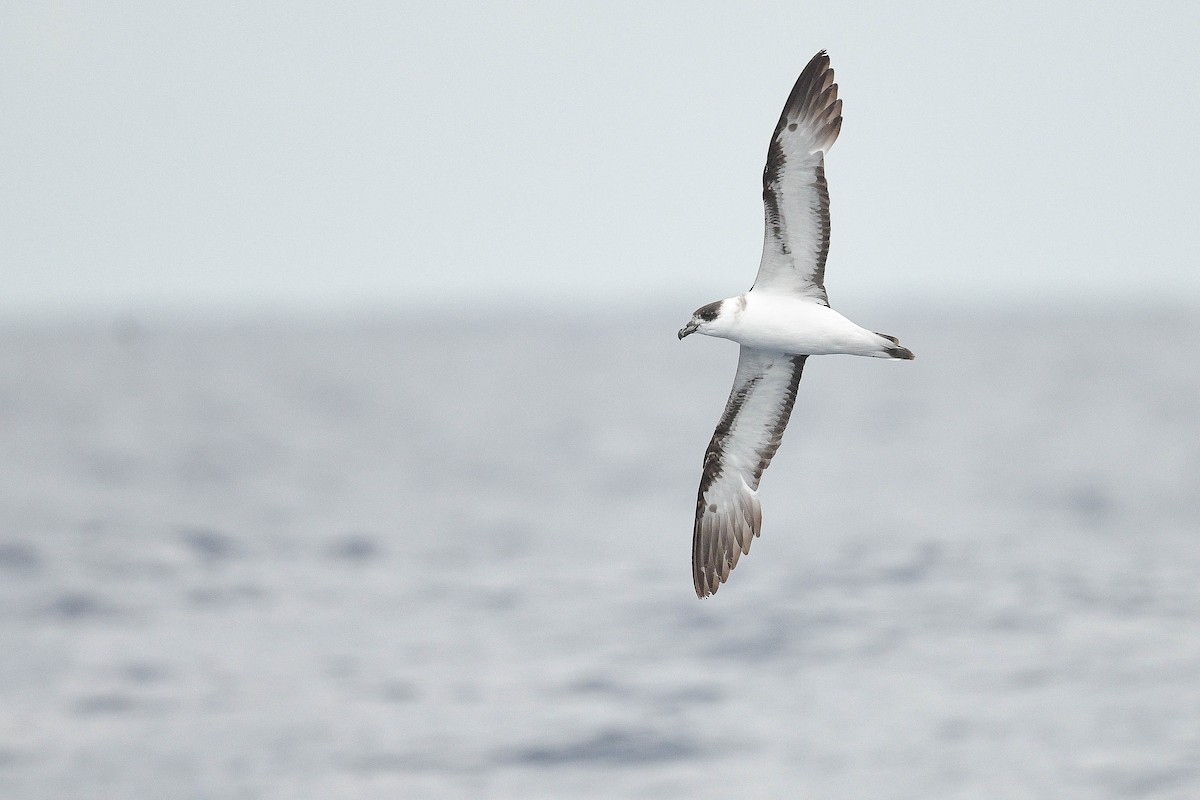 Petrel Antillano - ML578966621