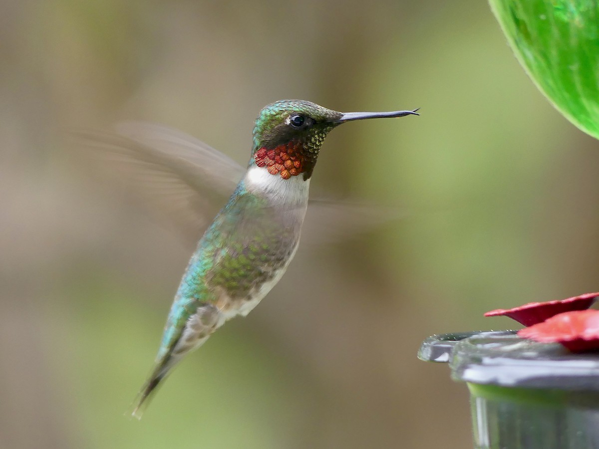 Ruby-throated Hummingbird - Peder Stenslie