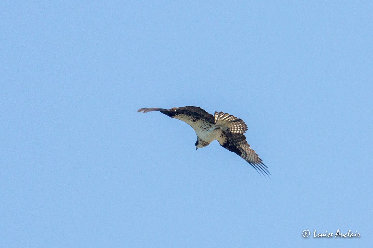 Balbuzard pêcheur - ML578968491