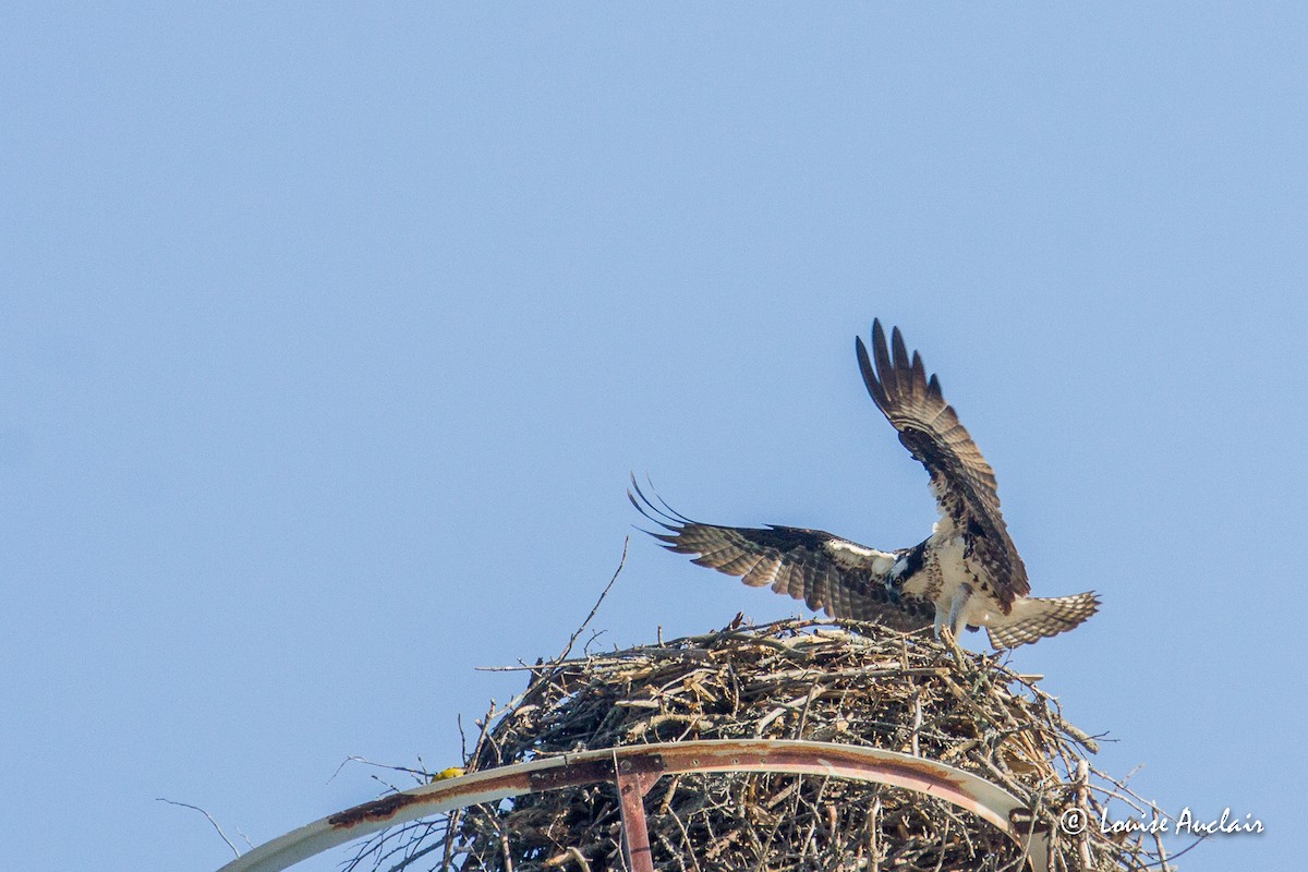 Osprey - ML578968511