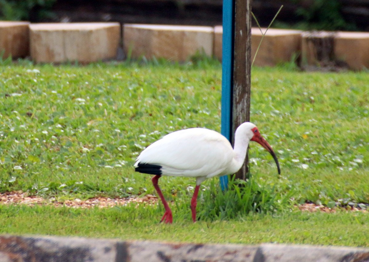 ibis bílý - ML578968921