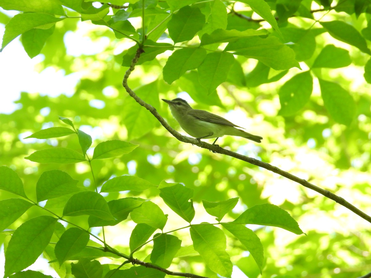 Kızıl Gözlü Vireo - ML578969631