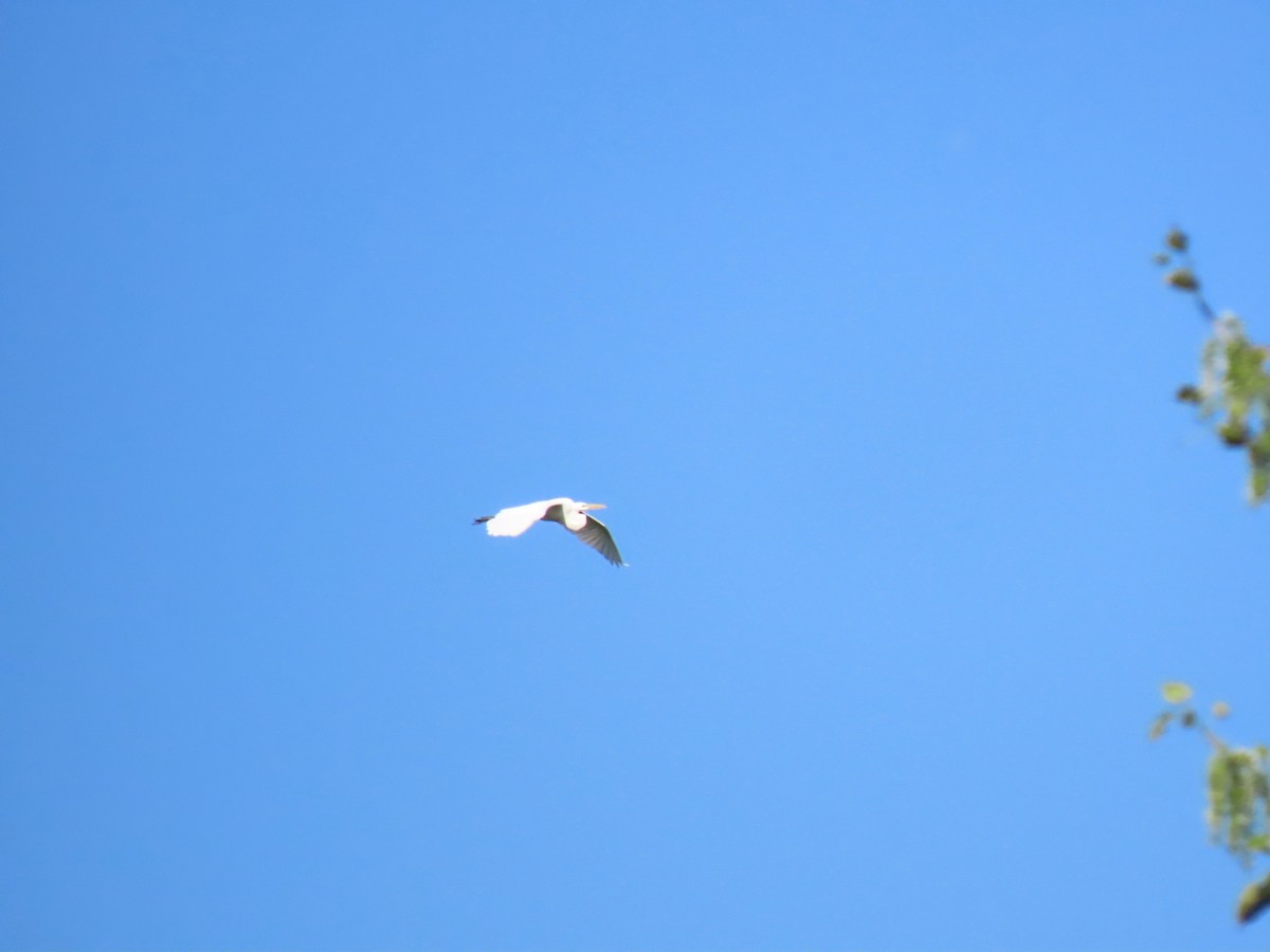 Great Egret - ML578969911