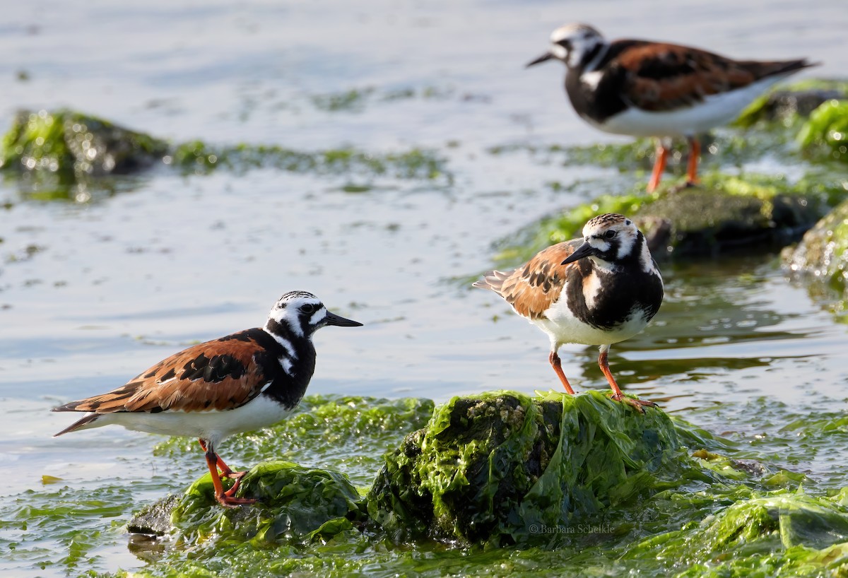 Ruddy Turnstone - Barbara S