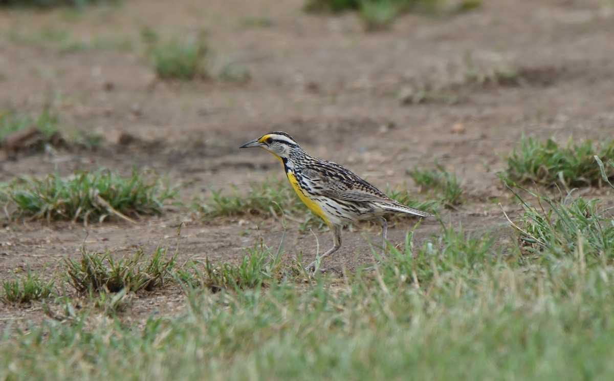 Eastern Meadowlark - ML578970211