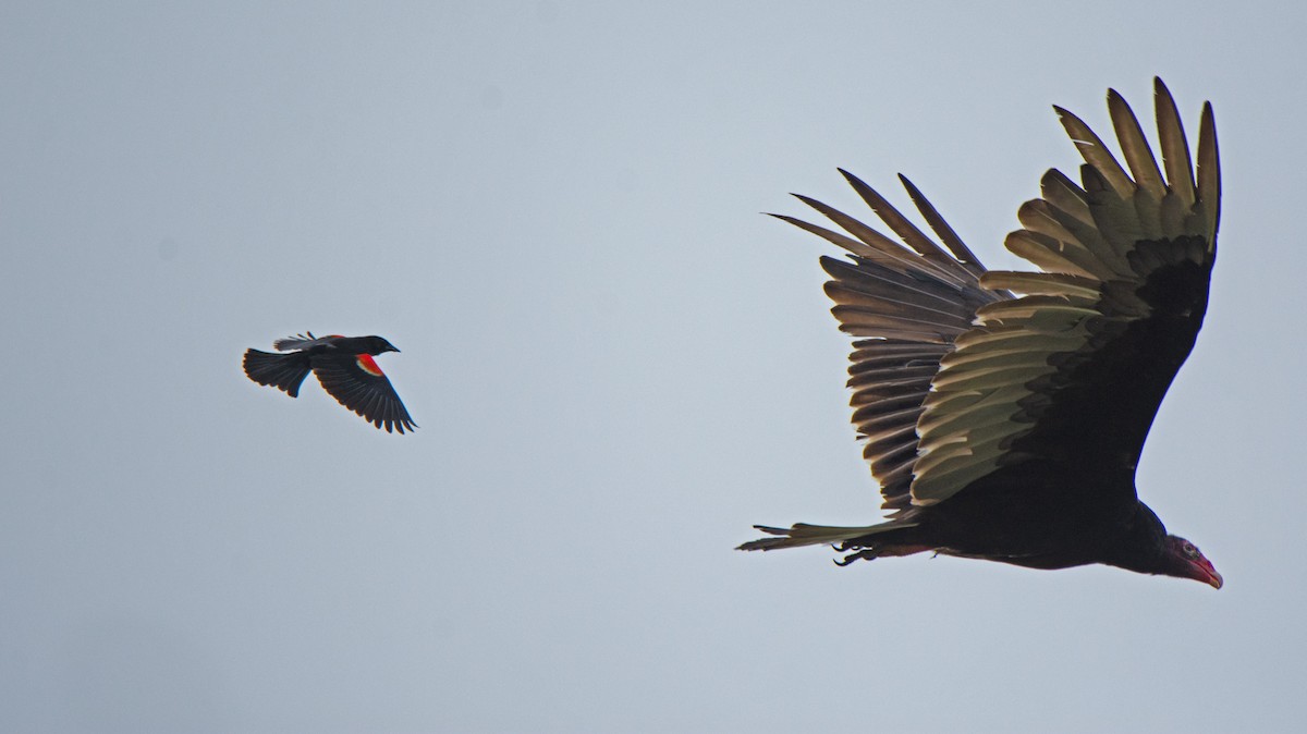 Turkey Vulture - ML578970911