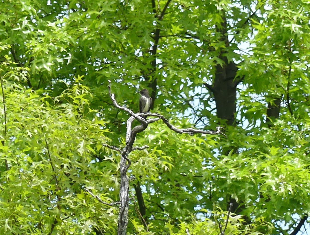 Olive-sided Flycatcher - ML578971421