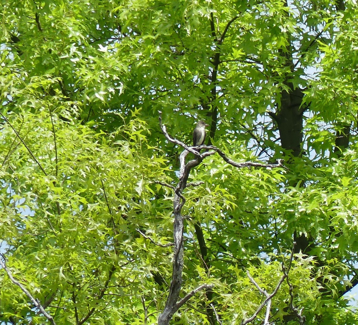 Olive-sided Flycatcher - ML578971611