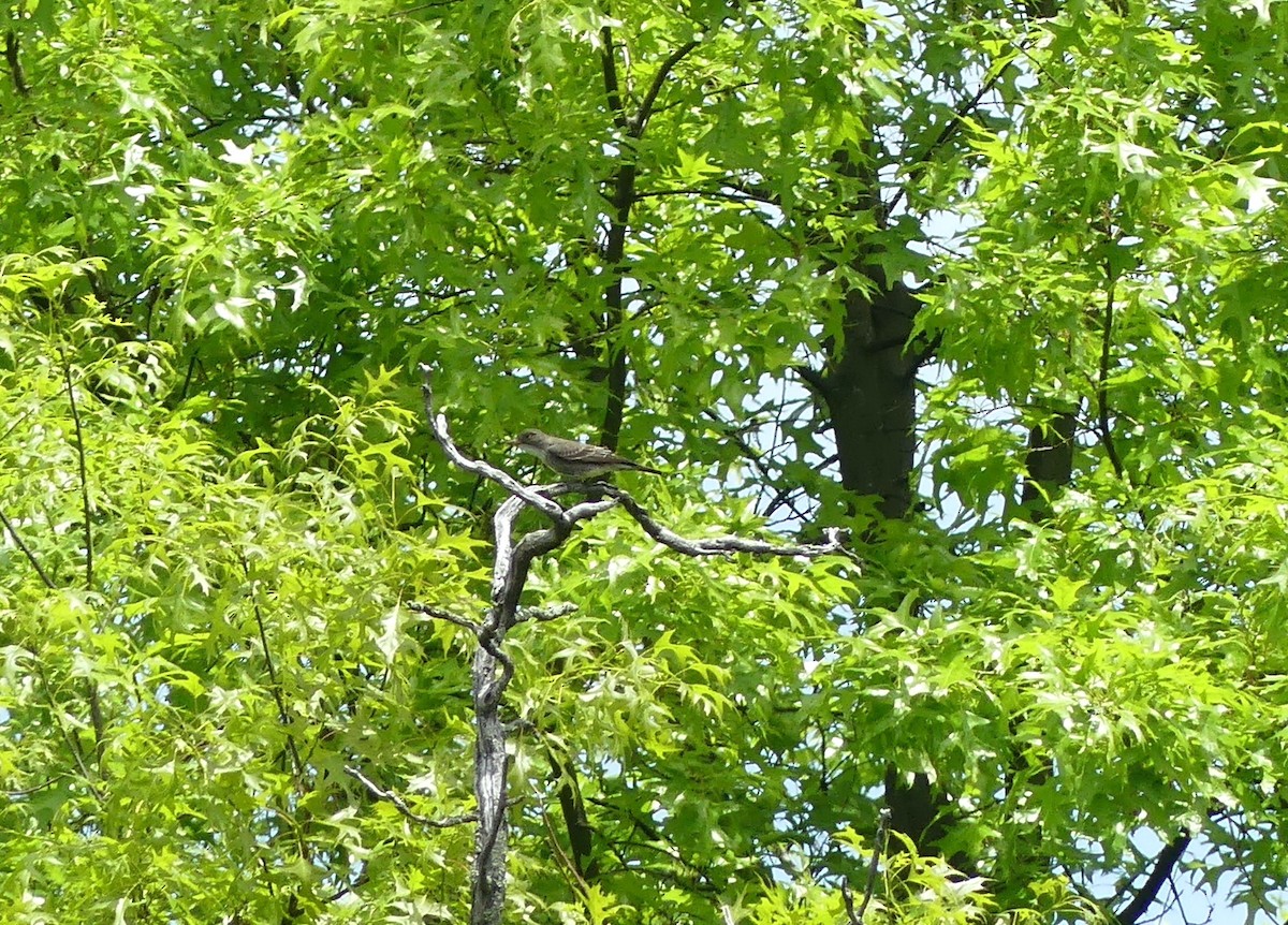 Olive-sided Flycatcher - ML578972051