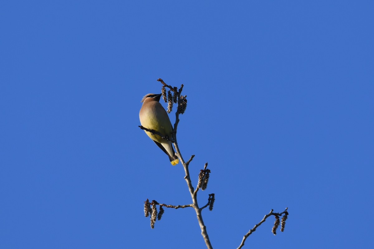 Cedar Waxwing - Joseph Sefter