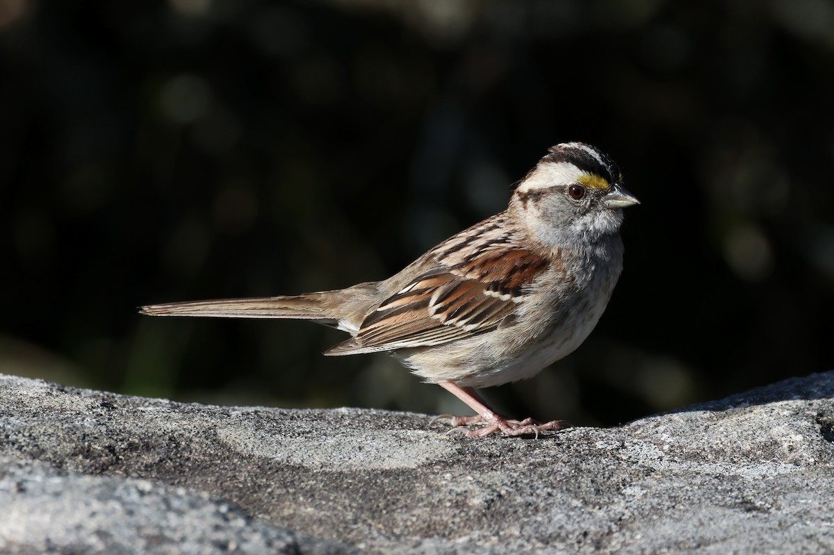 White-throated Sparrow - ML578972771