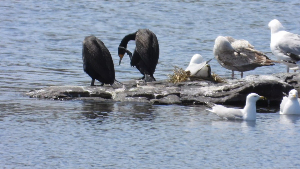 Double-crested Cormorant - Denis Provencher COHL