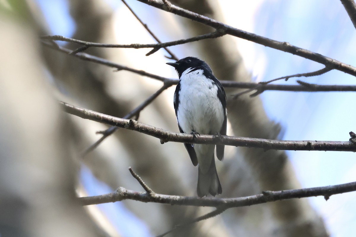 Black-throated Blue Warbler - ML578972961