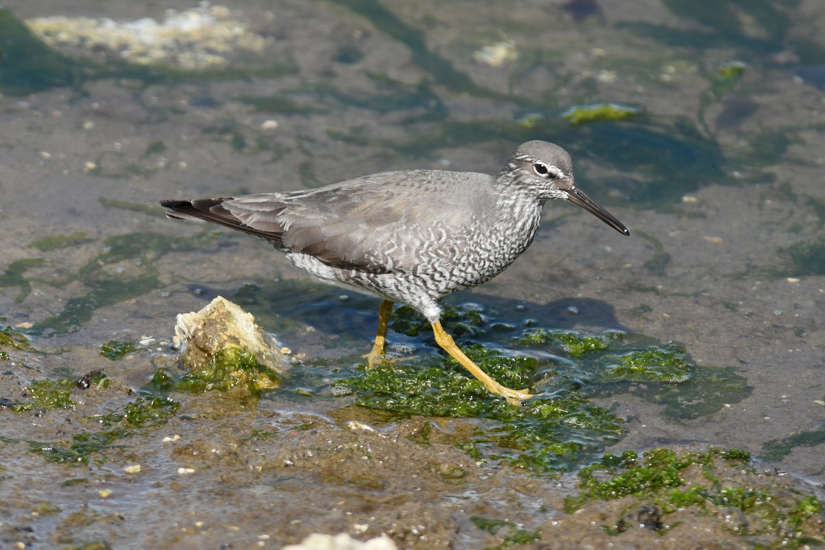 Wandering Tattler - Mike Charest