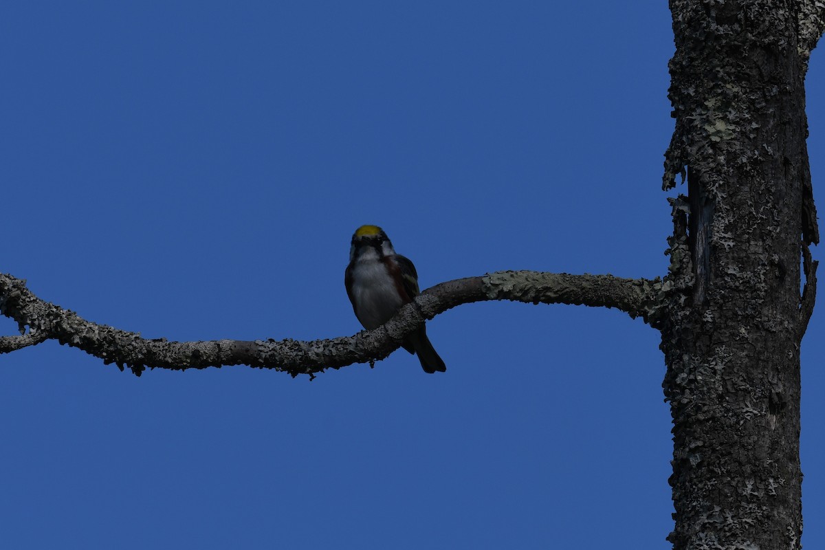 Chestnut-sided Warbler - ML578973601