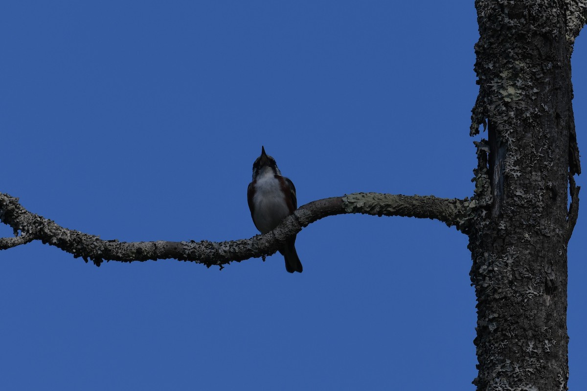 Chestnut-sided Warbler - ML578973691