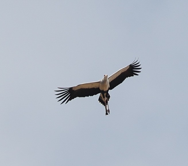 Secretarybird - ML578973751