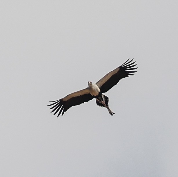 Secretarybird - ML578973761