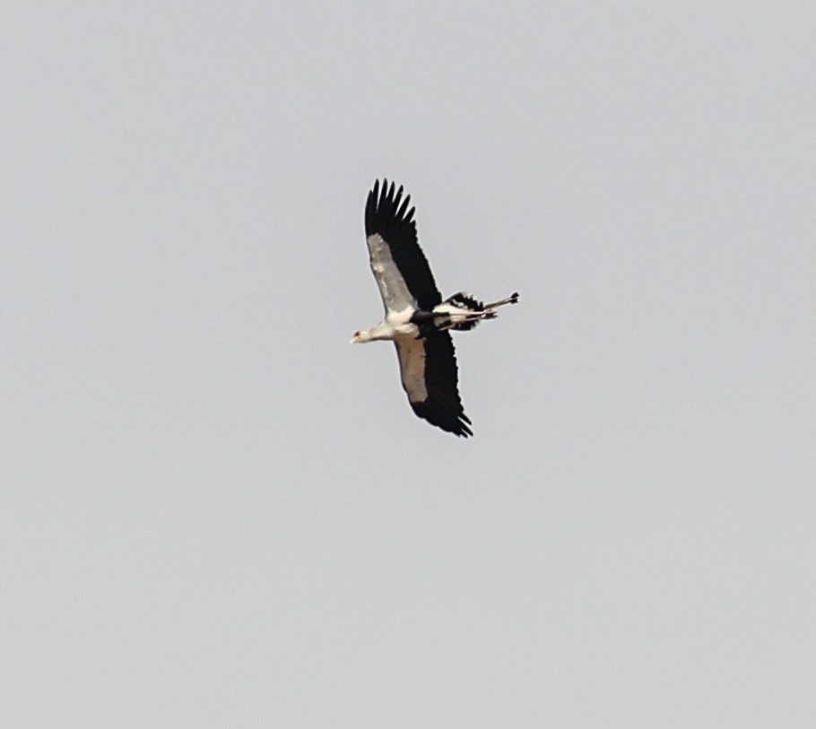 Secretarybird - ML578973771