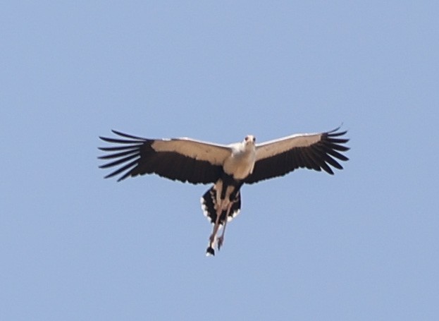 Secretarybird - ML578973781