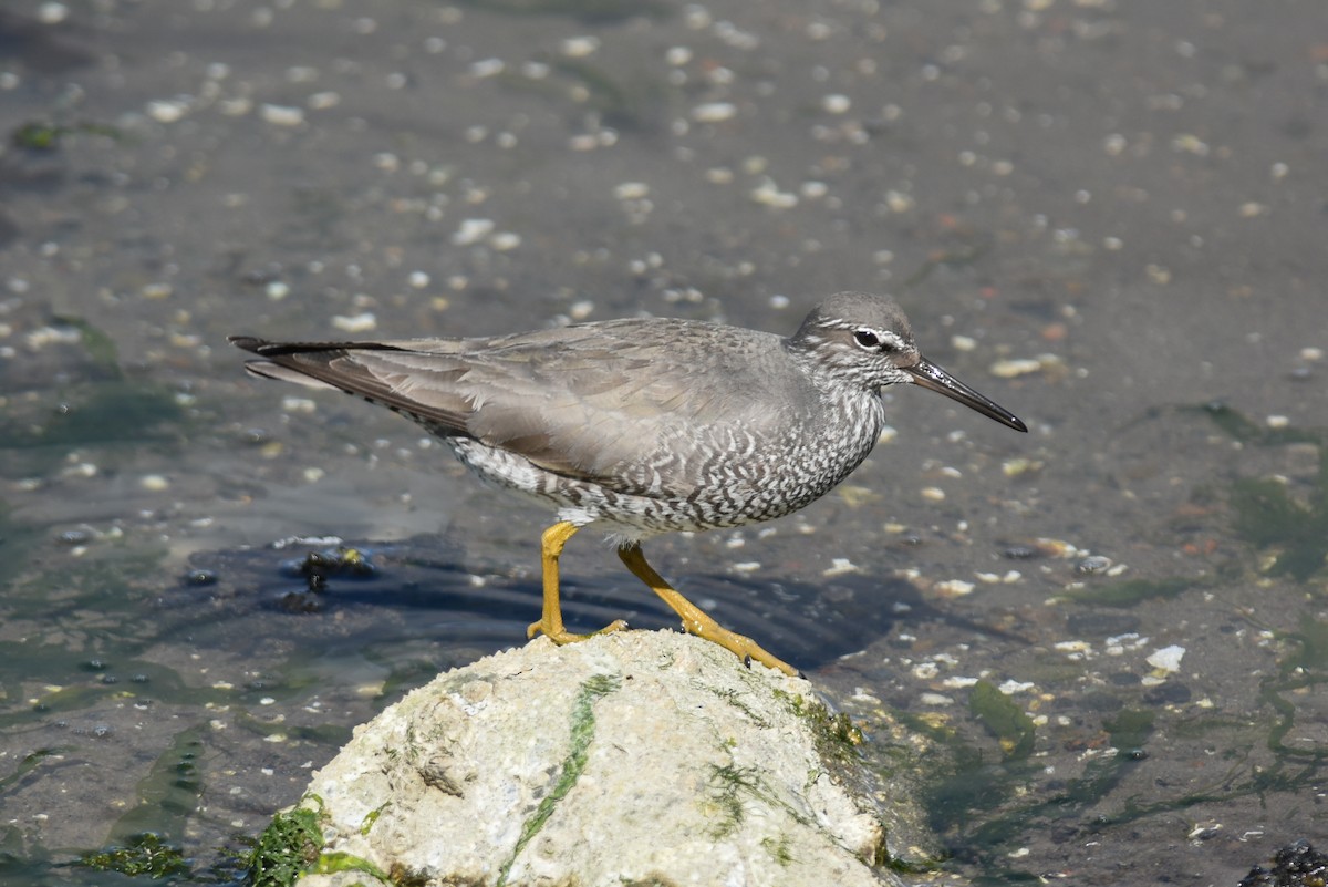 Wandering Tattler - Mike Charest