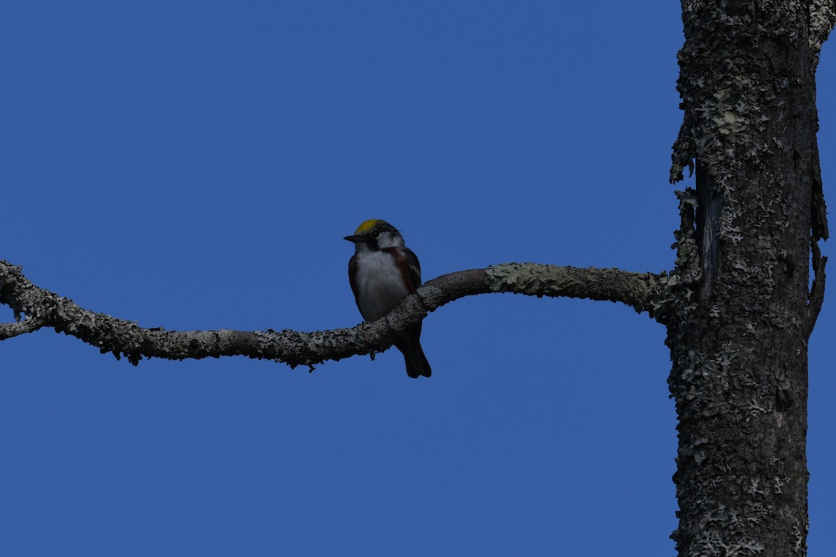 Chestnut-sided Warbler - ML578973811