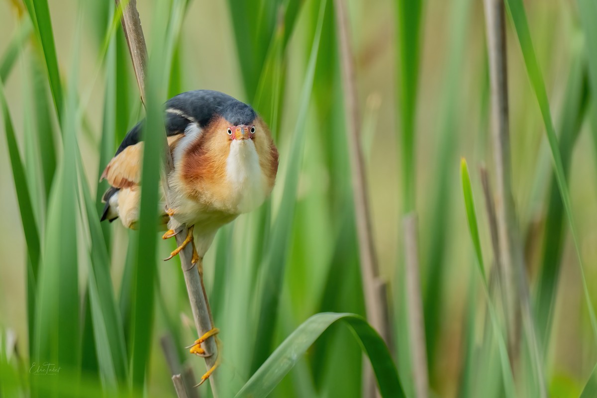 Least Bittern - Elie Tabet