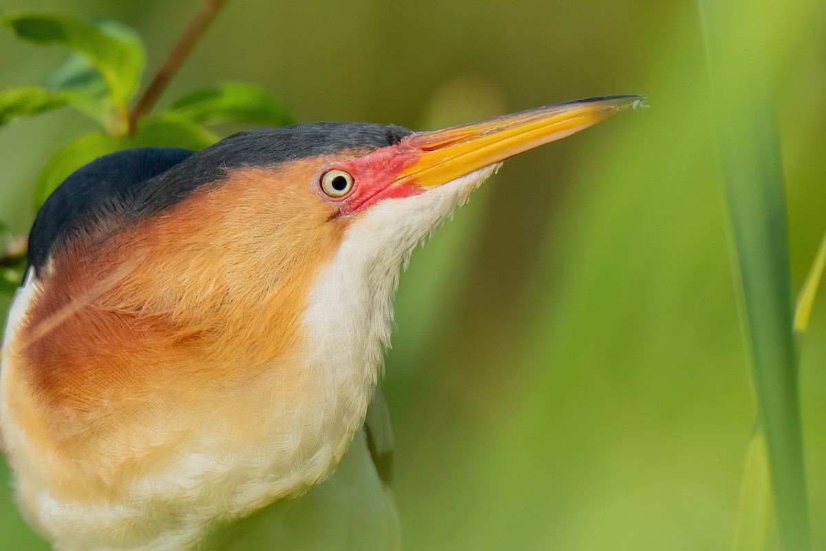 Least Bittern - ML578973931