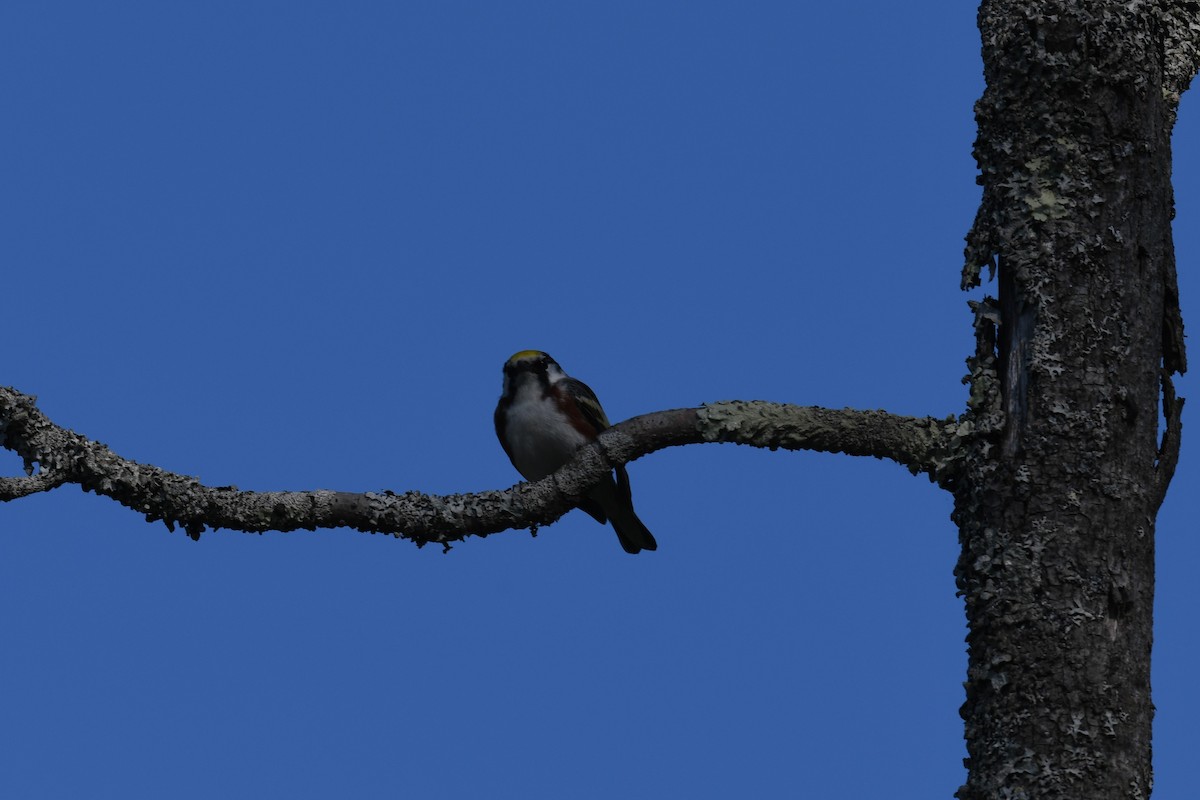 Chestnut-sided Warbler - ML578973981