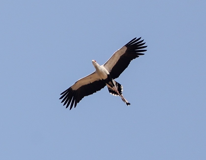 Secretarybird - Tom Driscoll