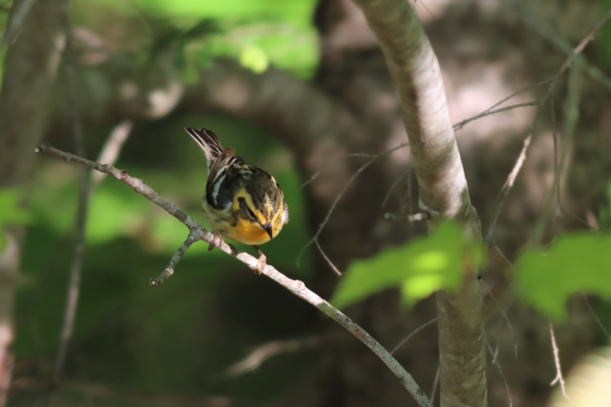 Blackburnian Warbler - ML578974081